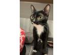 Adopt Poker a All Black Domestic Shorthair / Domestic Shorthair / Mixed cat in