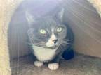 Adopt May a Gray or Blue Domestic Shorthair / Domestic Shorthair / Mixed cat in