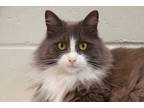 Adopt Bessy a Gray or Blue Domestic Mediumhair / Domestic Shorthair / Mixed cat