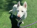 Adopt *BALA a White Husky / Mixed dog in Fremont, CA (34673029)