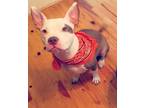 Adopt Lola a White - with Tan, Yellow or Fawn American Pit Bull Terrier /