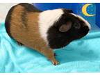 Adopt Guinea a Brown or Chocolate Guinea Pig / Guinea Pig / Mixed small animal