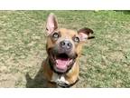 Adopt Squash a Tan/Yellow/Fawn American Staffordshire Terrier / Mixed dog in