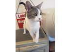 Adopt Taz a White (Mostly) Domestic Shorthair (short coat) cat in Gardnerville