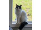 Adopt Luigi a White Domestic Mediumhair / Domestic Shorthair / Mixed cat in