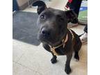 Adopt Miss Ruby a Black American Pit Bull Terrier / Mixed dog in Edmonton