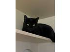 Adopt Raven a All Black Domestic Shorthair / Domestic Shorthair / Mixed cat in