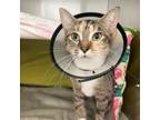 Adopt Tara a Orange or Red Domestic Shorthair / Domestic Shorthair / Mixed cat