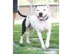 Adopt Chip a White American Pit Bull Terrier / Mixed dog in Sanger