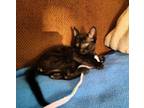 Adopt NOVA a All Black Domestic Shorthair / Mixed (short coat) cat in West Palm