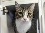 Adopt SPOOKY a Gray, Blue or Silver Tabby Domestic Shorthair / Mixed (short