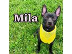 Adopt Mila a Black American Pit Bull Terrier / Mixed dog in Louisville
