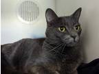 Adopt SPICE a Gray or Blue Domestic Shorthair / Mixed (short coat) cat in