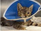 Adopt *UNO a Brown Tabby Domestic Shorthair / Mixed (short coat) cat in