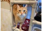 Adopt CHARLIE a Orange or Red Tabby Domestic Shorthair / Mixed (short coat) cat