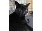 Adopt BRNYRD ASHER a All Black Domestic Shorthair / Mixed (short coat) cat in