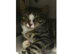 Adopt BRNYRD NORMAN a Brown Tabby Domestic Shorthair / Mixed (short coat) cat in