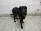 Adopt BONNIE a Black Labrador Retriever / Mixed dog in Pueblo, CO (34672129)