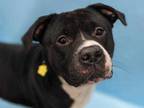 Adopt Plex a Black American Pit Bull Terrier / Mixed dog in Golden Valley
