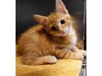 Adopt Laurence a Orange or Red Domestic Shorthair / Domestic Shorthair / Mixed