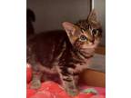 Adopt Coraline a Brown or Chocolate Domestic Shorthair / Domestic Shorthair /