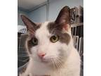Adopt Oscar a White Domestic Shorthair / Domestic Shorthair / Mixed cat in