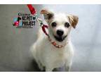 Adopt Gizmo a White Jack Russell Terrier / Mixed dog in Kansas City