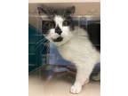 Adopt Alice a White Domestic Shorthair / Domestic Shorthair / Mixed cat in