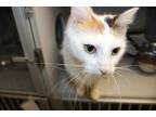 Adopt Margaret a White Domestic Mediumhair / Domestic Shorthair / Mixed cat in