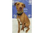 Adopt SUSHI a Red/Golden/Orange/Chestnut Treeing Walker Coonhound / Mixed dog in