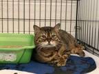 Adopt Mumford a Brown or Chocolate Bengal / Domestic Shorthair / Mixed cat in