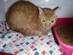 Adopt MILO a Orange or Red Tabby Domestic Shorthair / Mixed (short coat) cat in