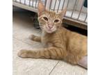 Adopt Ellen a Orange or Red Domestic Shorthair / Domestic Shorthair / Mixed cat