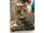 Adopt TUCKER a Brown Tabby Domestic Shorthair / Mixed (short coat) cat in