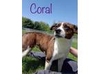 Adopt Coral a Brown/Chocolate Terrier (Unknown Type, Small) / Mixed dog in