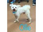 Adopt Ollie a White Poodle (Miniature) / Mixed dog in Crawfordsville