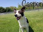Adopt Caspen a Black Border Collie / Mixed dog in Crawfordsville, IN (34671394)