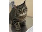 Adopt VOODOO a Brown Tabby Domestic Shorthair / Mixed (short coat) cat in