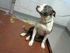 Adopt CRYSTAL a White - with Gray or Silver American Pit Bull Terrier / Mixed