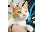 Adopt PORKTATO a Orange or Red Tabby Domestic Shorthair / Mixed (short coat) cat