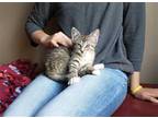 Adopt GREAT CATSBY a Brown Tabby Domestic Shorthair / Mixed (short coat) cat in