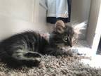 Adopt VERA FANG a Brown Tabby Domestic Shorthair / Mixed (short coat) cat in