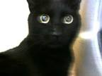 Adopt BAGHEERA a All Black Bombay / Mixed (short coat) cat in Phoenix