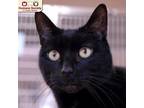Adopt Ozzy a All Black American Shorthair / Domestic Shorthair / Mixed cat in
