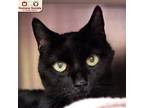 Adopt Joplin a All Black American Shorthair / Domestic Shorthair / Mixed cat in