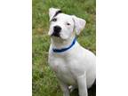 Adopt Cheez-It FKA Cash a White Mixed Breed (Large) / Mixed dog in Georgetown