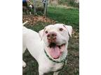 Adopt Lucky a White American Pit Bull Terrier / Mixed dog in Davenport