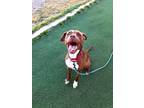 Adopt BOSA a Brown/Chocolate - with White American Pit Bull Terrier / German