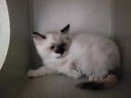 Adopt *PAT a Cream or Ivory (Mostly) Snowshoe / Mixed (short coat) cat in