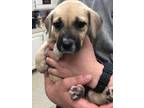 Adopt Kiely a Tan/Yellow/Fawn Shepherd (Unknown Type) / Black Mouth Cur / Mixed